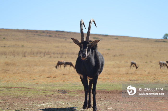 Portrait of a cute Sable Antelope in a game reserve