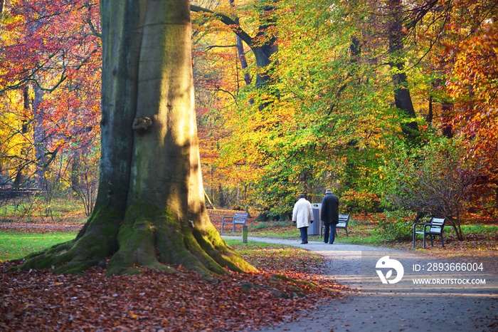 Elderly couple walking throiugh the alley in the Nachtegalen park. Close-up view of the tall ancient