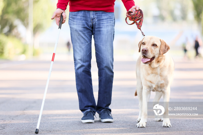 Blind senior man with guide dog walking outdoors