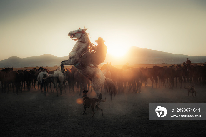 Yılkı horses (wild horses) found in the city of kayseri in Turkey