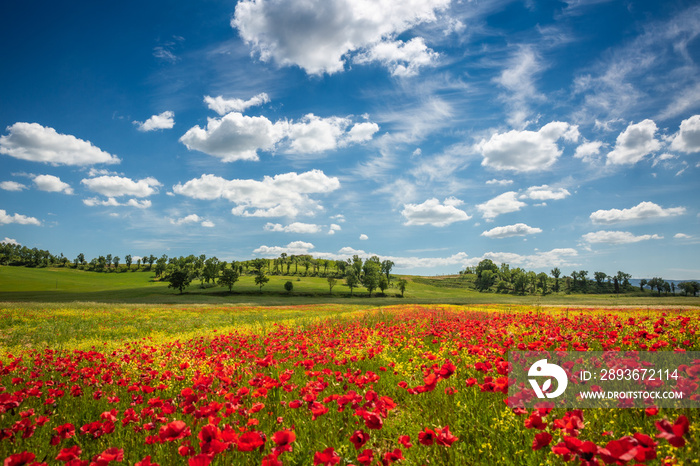 Spring in Tuscany rolling fields in Pienza Firenze Siena Italy 