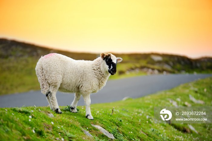 在爱尔兰的绿色牧场上放牧的绵羊被五颜六色的染料标记