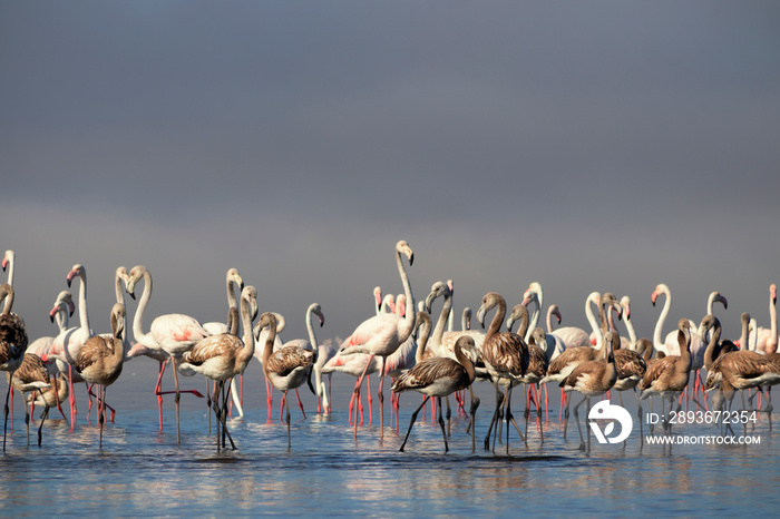 野生非洲鸟类。在晴朗的日子里，一群粉红色的火烈鸟在蓝色的泻湖里漫步。