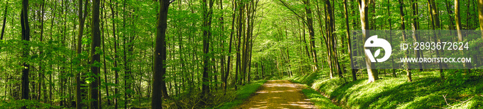 Road in a green forest