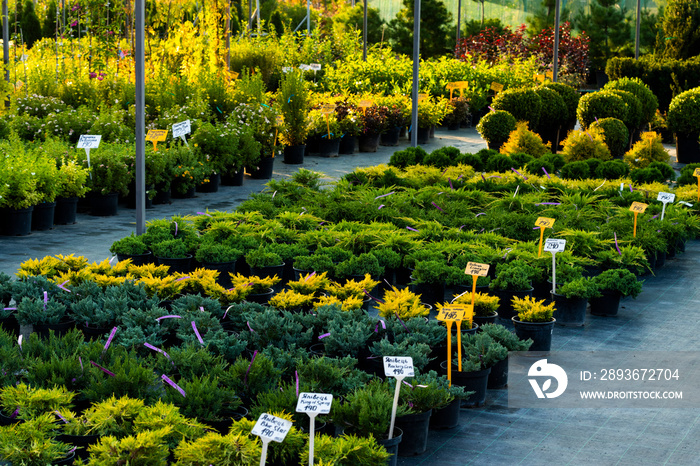 flowering bushes in a tub in a garden center for landscaping, for working with landscaping