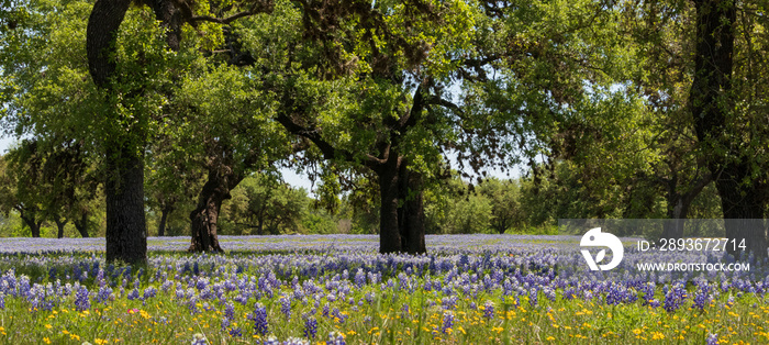 Bluebonnets wildflowers under large trees in field and blue sky background