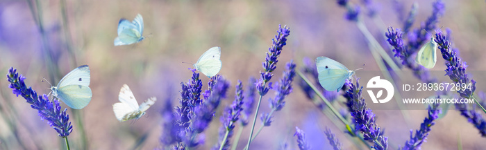 white butterfly on lavender flowers macro photo