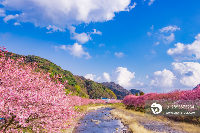 美しい河津桜のある風景