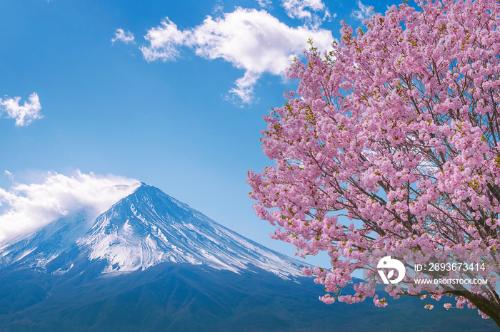 日本春天的富士山和樱花。