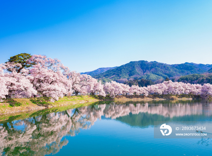 春イメージ　信州の桜風景