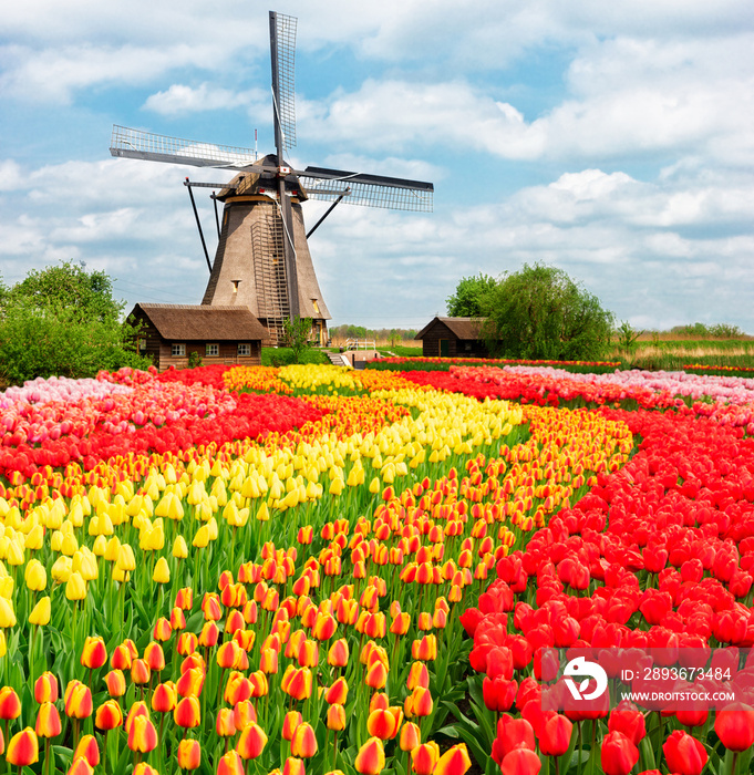 荷兰传统风景，带一个典型的郁金香风车
