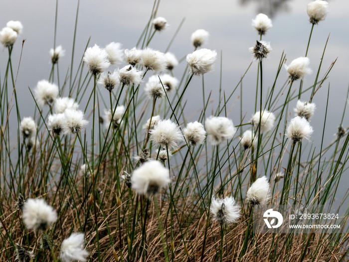 swamp landscape with fluffy hare’s-tail Cottongrass in the foreground, bog vegetation, Characteristi