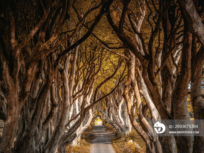 Dark Hedges of Northern Ireland in autumn