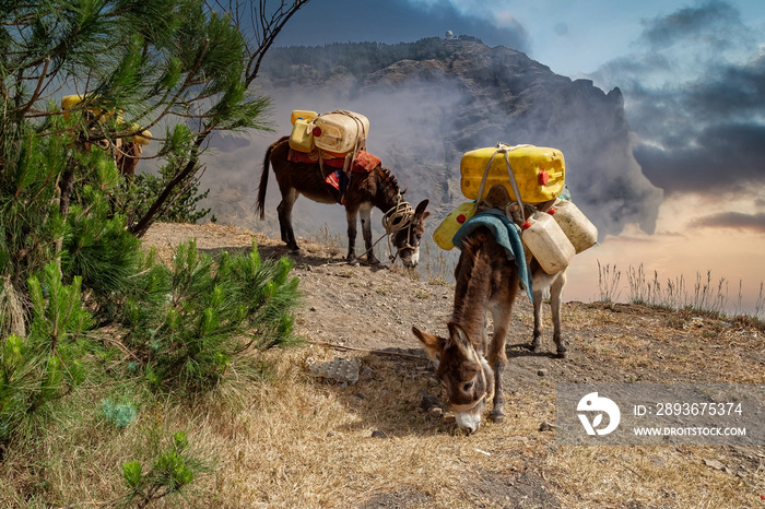 Donkeys carrying water in the higlands on Sao Antao, Cape Verde Islands