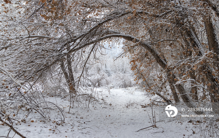 Trail in cottonwood forest near Rio Grande River after morning snowfall in Rio Rancho, New Mexico