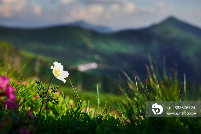 Close up view of grass at mountains at sunny day