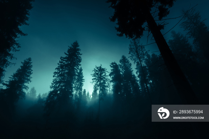 蓝色月光穿过黑暗魔法神秘之夜雾蒙蒙的森林中的云杉树。万圣节背景