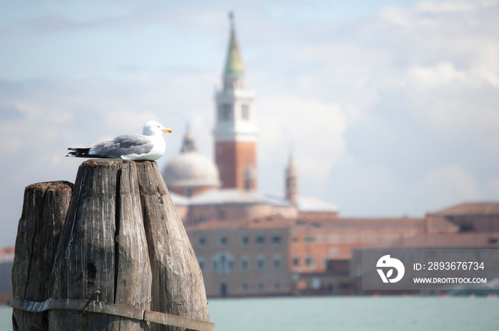 威尼斯泻湖，海鸥在系泊柱上，背景模糊，来自t岛的拉古德卡，威尼斯