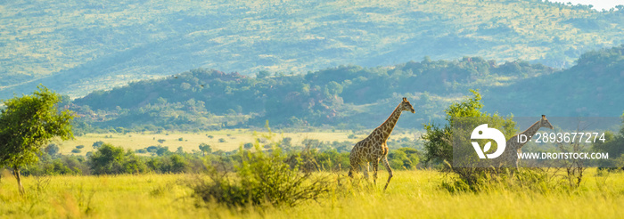 Authentic true South African safari experience in bushveld in a game reserve