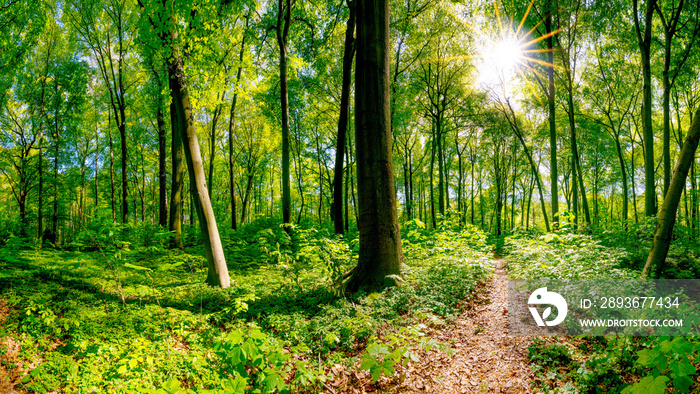 Wald in Frühling mit strahlender Sonne die durch die Bäume scheint und einem Wanderweg