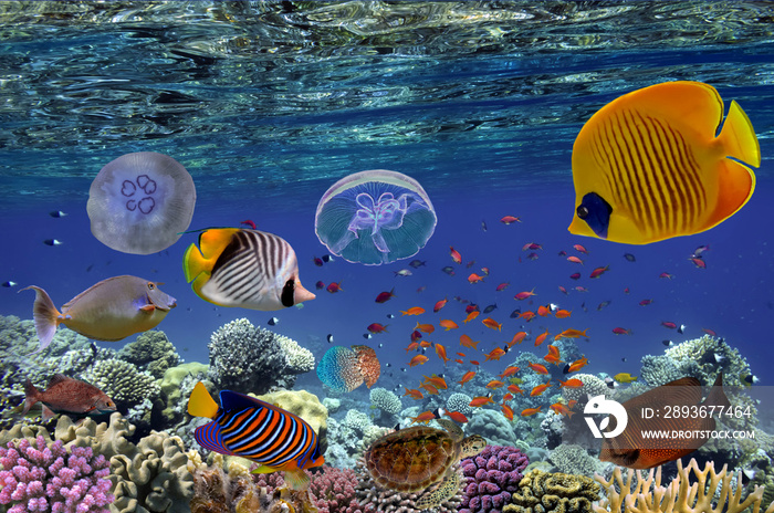 Tropical fish and Hard corals in the Red Sea,