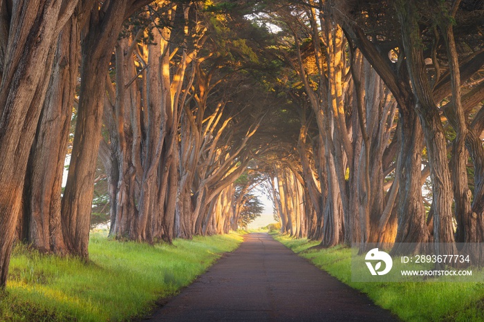 Stunning Cypress Tree Tunnel at Point Reyes National Seashore, California, United States. Fairytale 