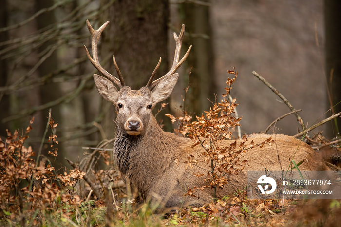 Red deer, cervus elaphus, lying in the autumn forest. Peaceful willdife scenery. Animal in natural e