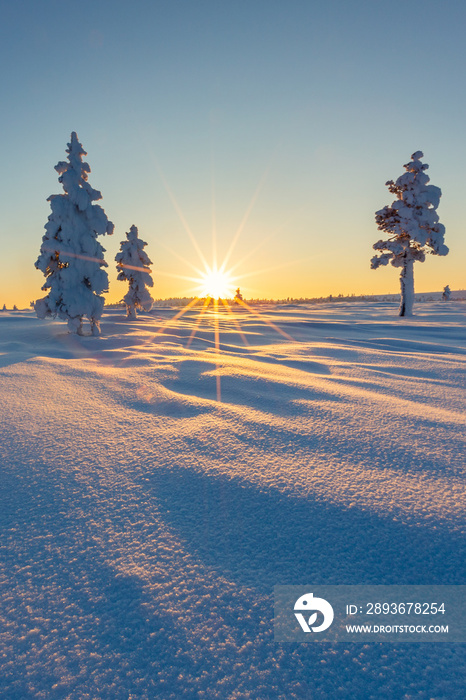 拉普兰美丽的冬季景观，白雪皑皑的树木
