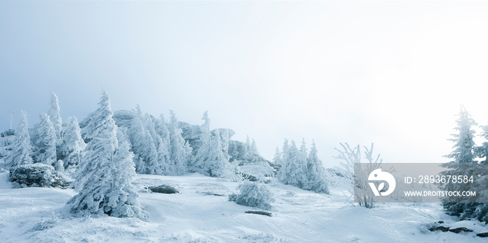 Zauberhafte Winterlandschaft mit verschneiten Tannenbäumen