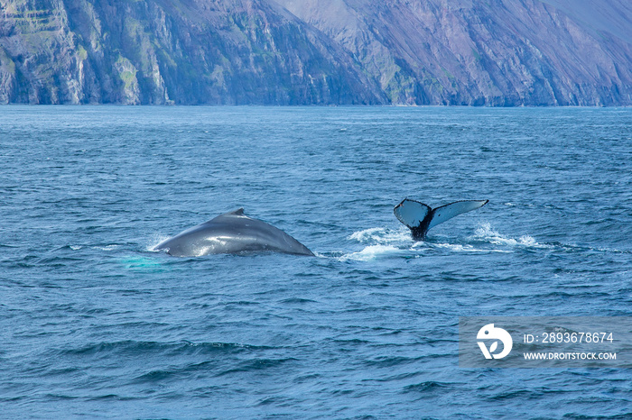 Two giant gray whales coming out of the sea in Husavik, Iceland