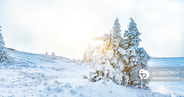 Zauberhafte Winterlandschaft mit verschneiten Tannenbäumen