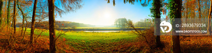 Wald im Herbst mit Blick auf eine grüne Wiese im Sonnenschein