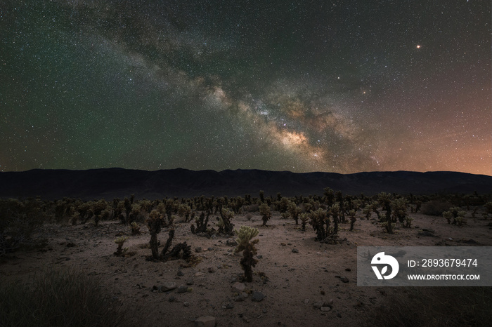 Cholla Cactus Milky Way 