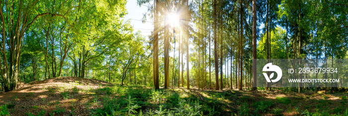 Wald Panorama mit alten Bäumen und Sonnenstrahlen, die auf eine Lichtung fallen