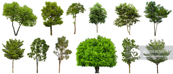 Set beautiful trees isolated on white background, Suitable for use in architectural design and decor