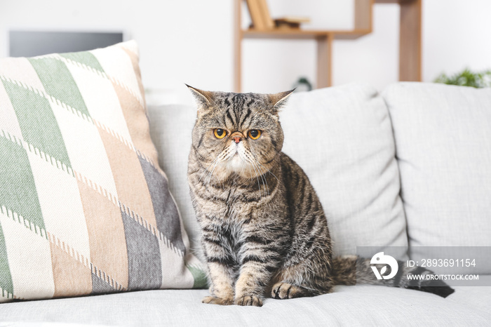 Cute Exotic Shorthair cat on sofa at home