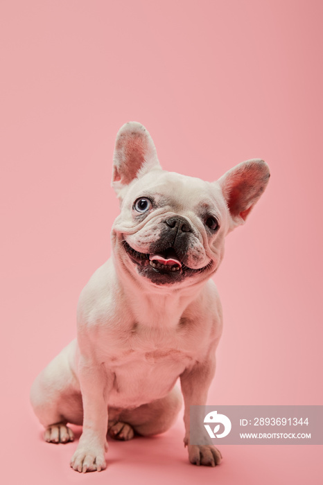 french bulldog with white color on pink background