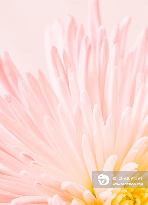 淡粉色菊花的微距照片。花朵背景