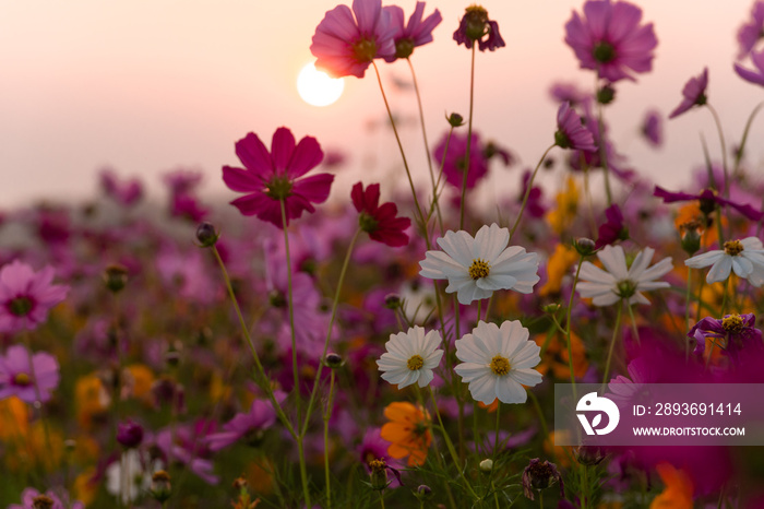 colorful flower filed in sunset with mountain background