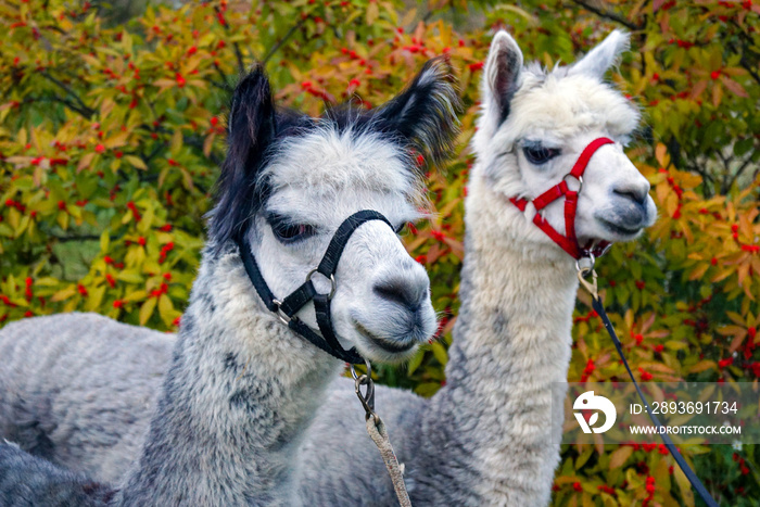 Horizontal image of two haltered huacaya alpacas in front of a winterberry holly with red berries an