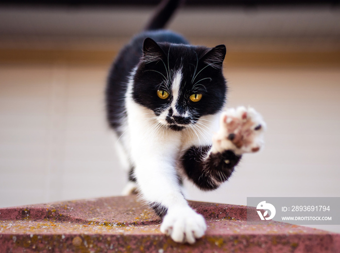 猫打招呼！美丽、友好的小猫，黑白相间。