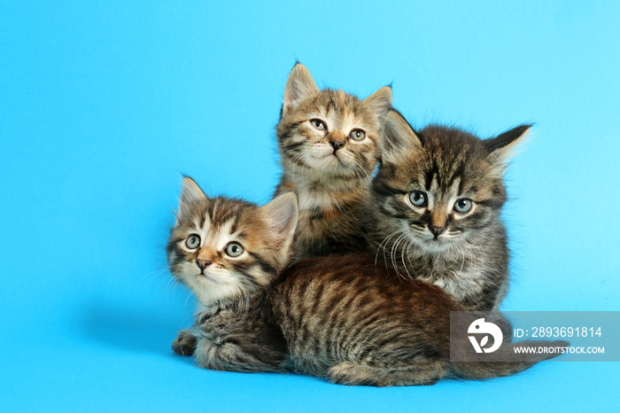 Cute funny kittens on color background