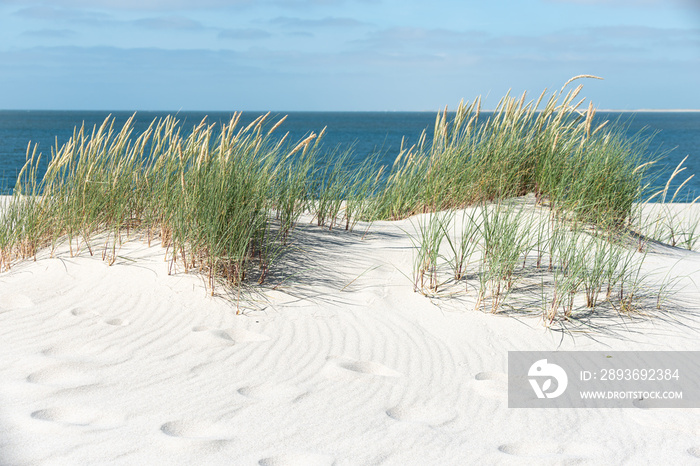 Dune with beach grass.