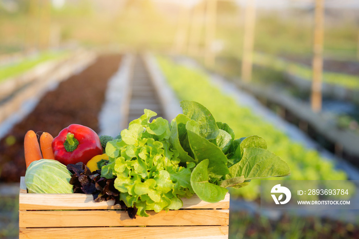 水培农场沙拉篮子里的新鲜有机生蔬菜和水果，素食健康
