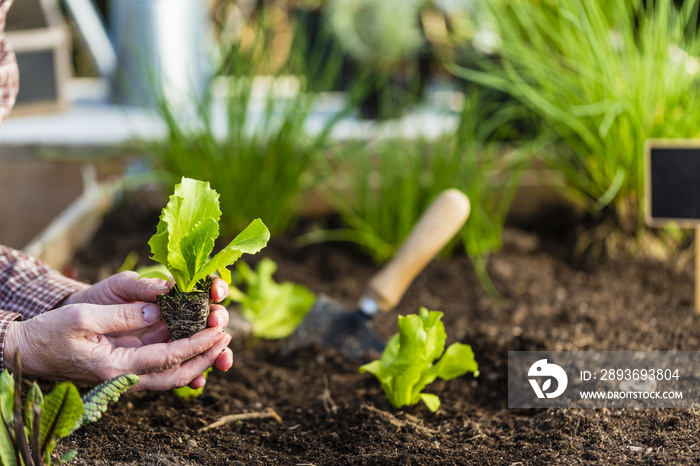 The gardener plants young seedlings in the ground. 