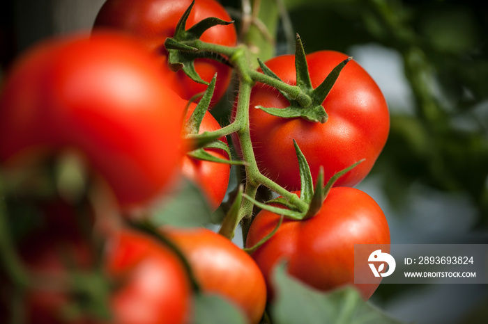 red tomatoes on the vine