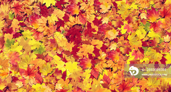 Autumn leaves colorful background 3D Rendering