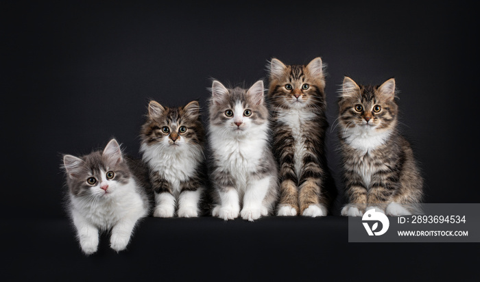 Group of five Siberian cat kittens in a variaty of colors, laying and sitting on a row from small to