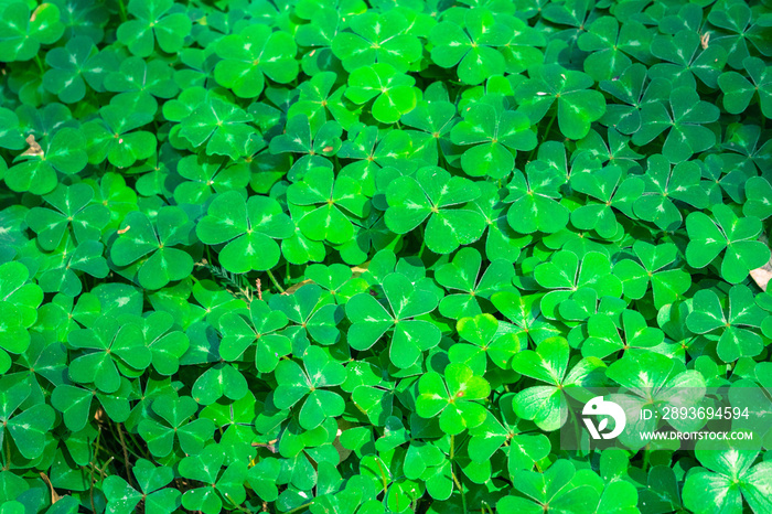 Redwood sorrel (Oxalis oregana) background