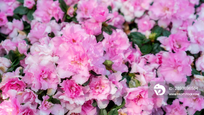 Pink Azalea flower in a garden.